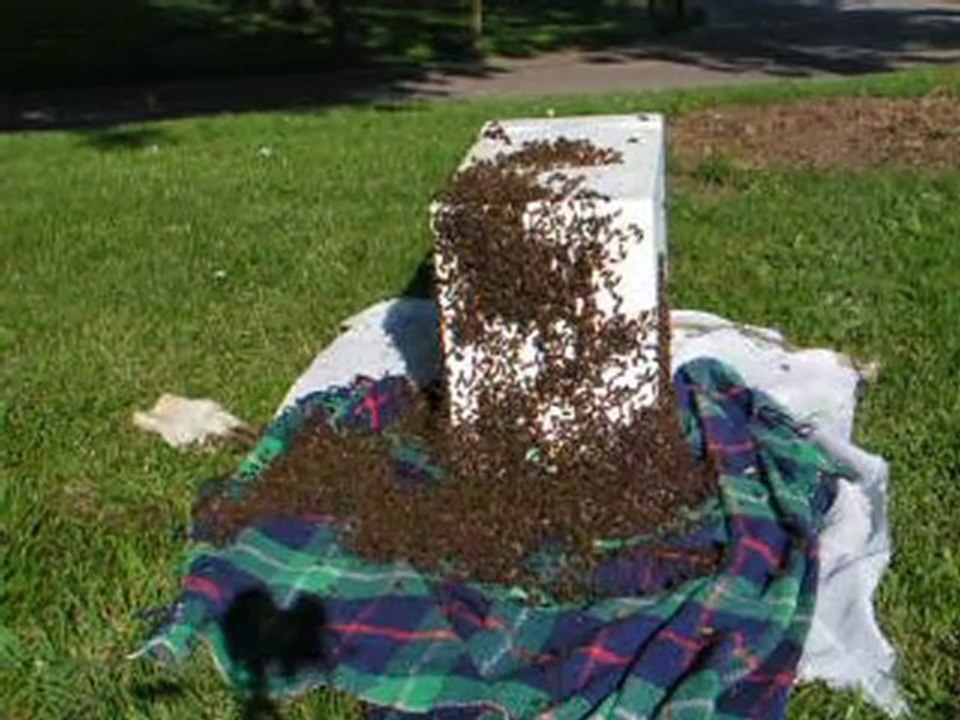 cueillette essaim abeilles ruchette lerouge dadant 4x4  /2