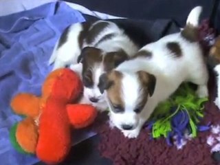 premier repas de chien et découverte du jeu (Moyen)