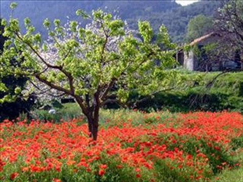 COUNTRY TAMMY WYNETTE.