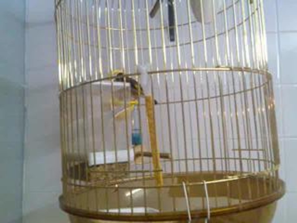 Chardon didi 08.07.2006