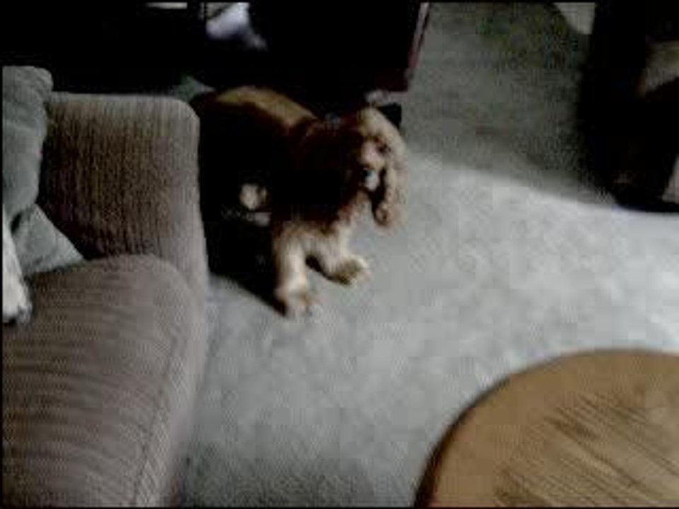 The dog and the dot