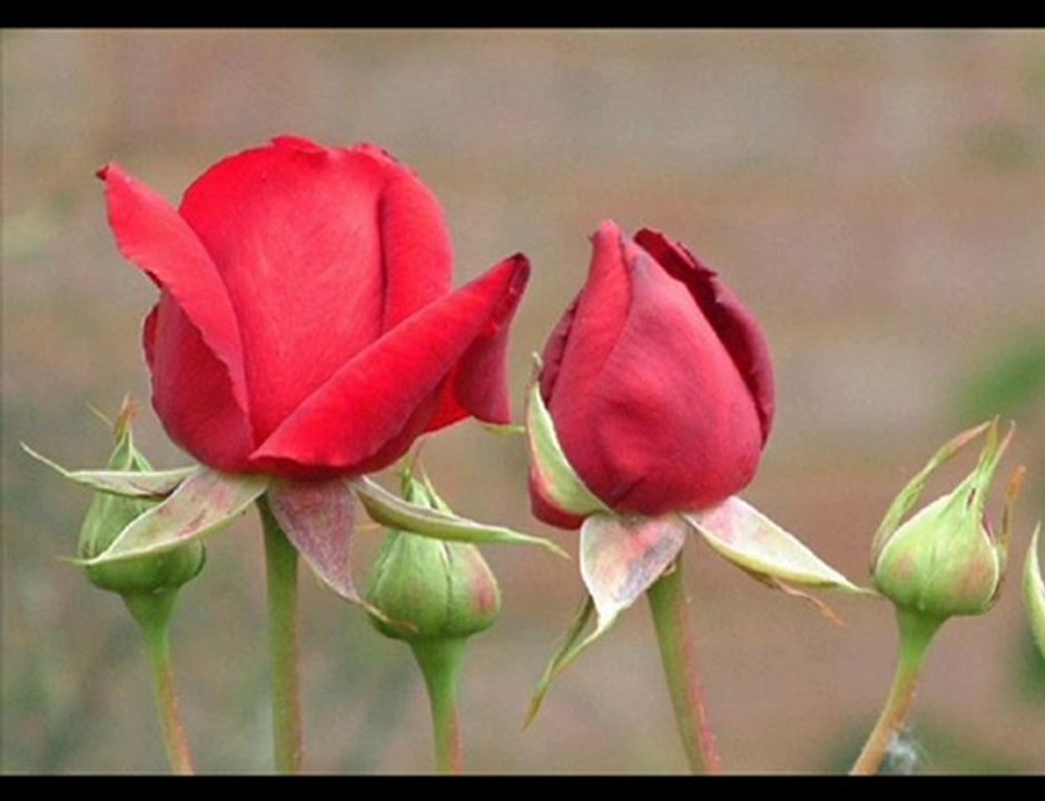 ilahi wWw.canmedinem.net Dursunali erzıncanlı musab bınumeyr