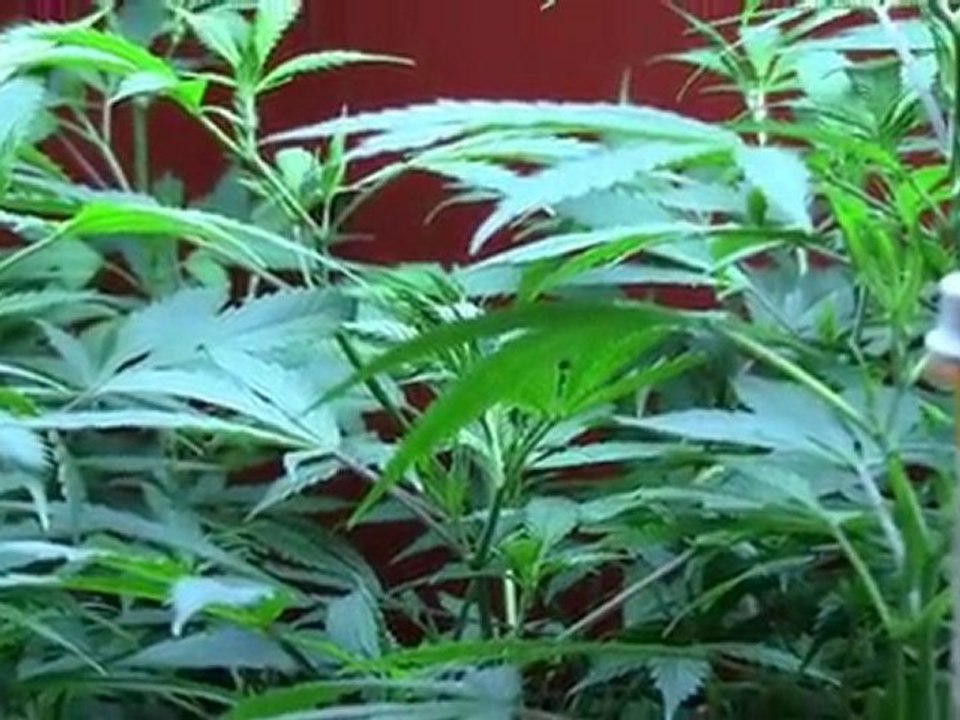 Hey Video! Healing Marijuana -Get medical cannabis