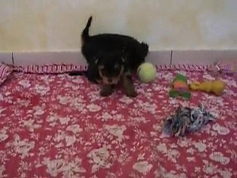 Mes deux petits clowns !