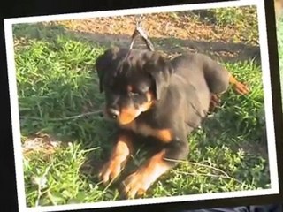 VOILA TOUS LES CHIOTS DE ULLA DE LICORNE NOIRE