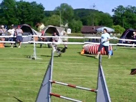 Dixie concours d'agility Ingwiller OPEN 05/06/2010