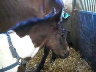 Tit Poulain de mon club ^^