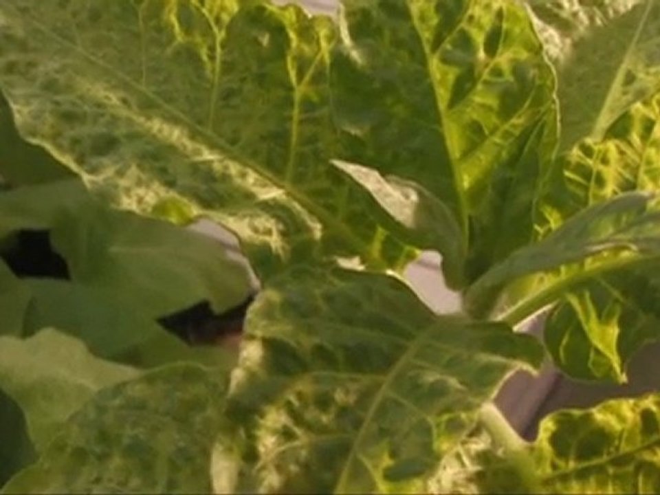 Evolution vor unseren Augen