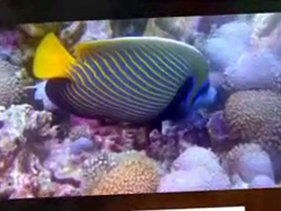 GO NEMO IN YOUR OWN SUBMARINE !