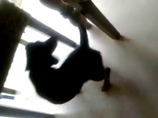 chien qui se mord la queue