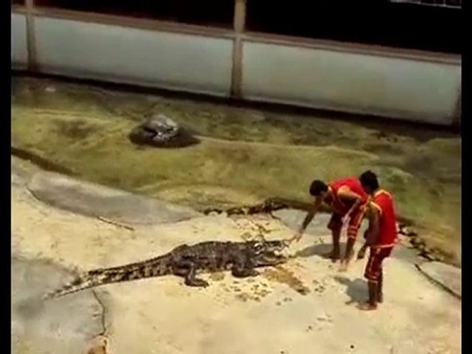 crocodile show in thailand 2010-xiếc cá sấu thái lan- phan 1