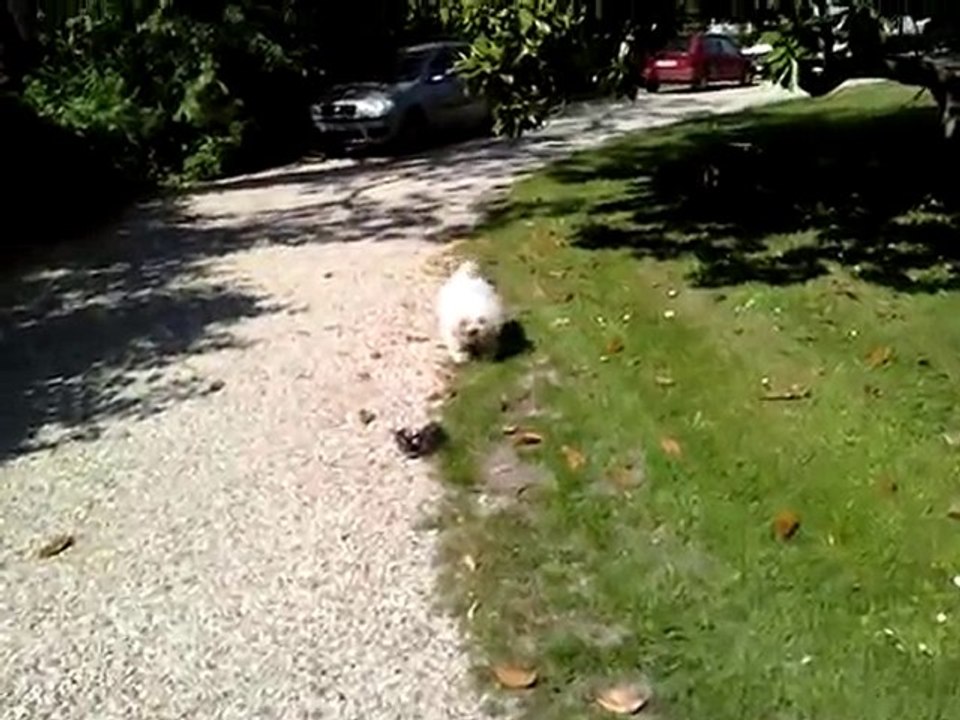 Un chien très courageux !