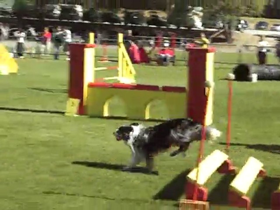 canapés kings agility4