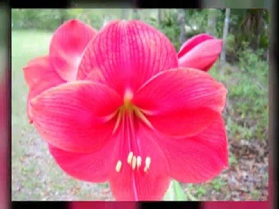 Florida flowers - April 2010