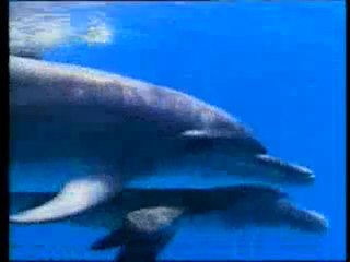 Canlılarda anne şefkati ve yavru sevgisi