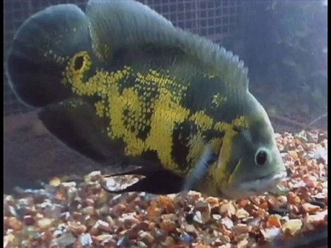 Süleyman Gezer Hoca - Trt Ezanları