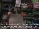 Boston Pet Apartments, Boston Ma, Real Estate