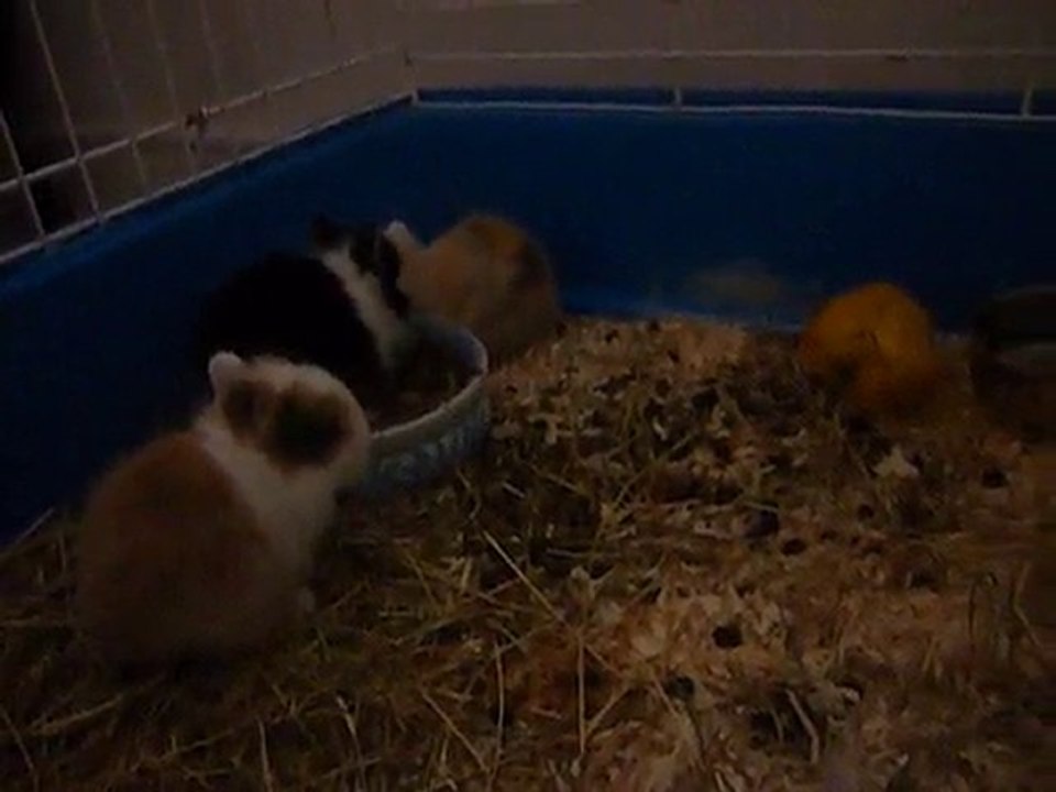 Coup de pression des p'tits bouts