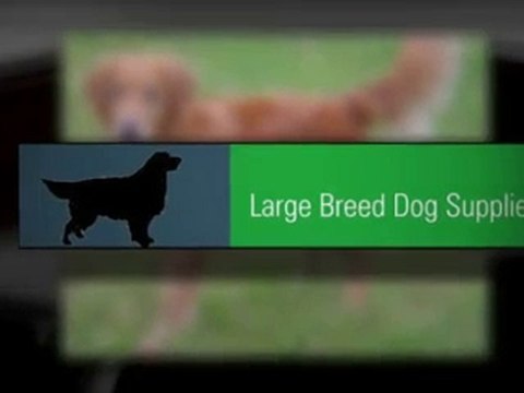 Olympus Leather Studded Collar