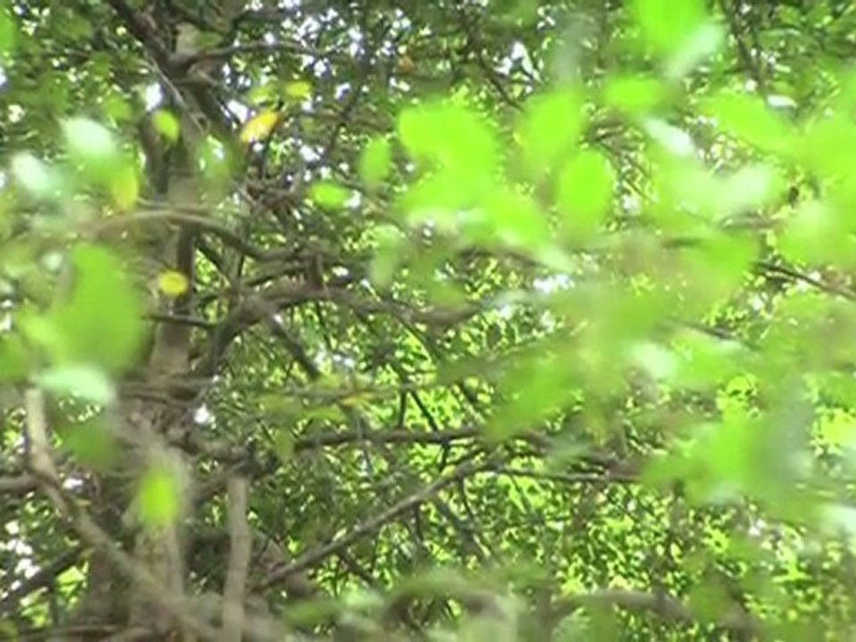 Orange Juice in Bishop's Garden - Ep 2.5 [NEW! Season 2]