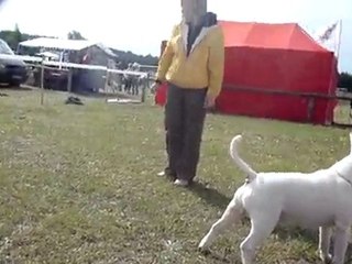 INT CH Khlolander Kros Bow(Bullterrier)