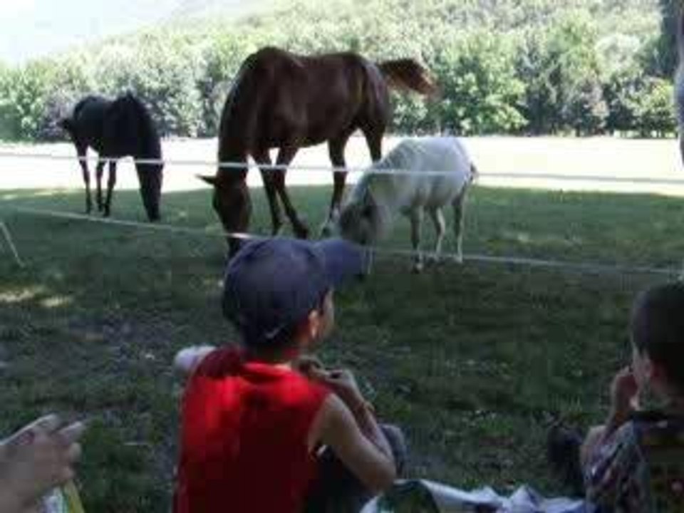 chips,chevaux,poney