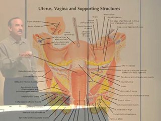 You Never Ever Need A Hysterectomy For Fibroids!