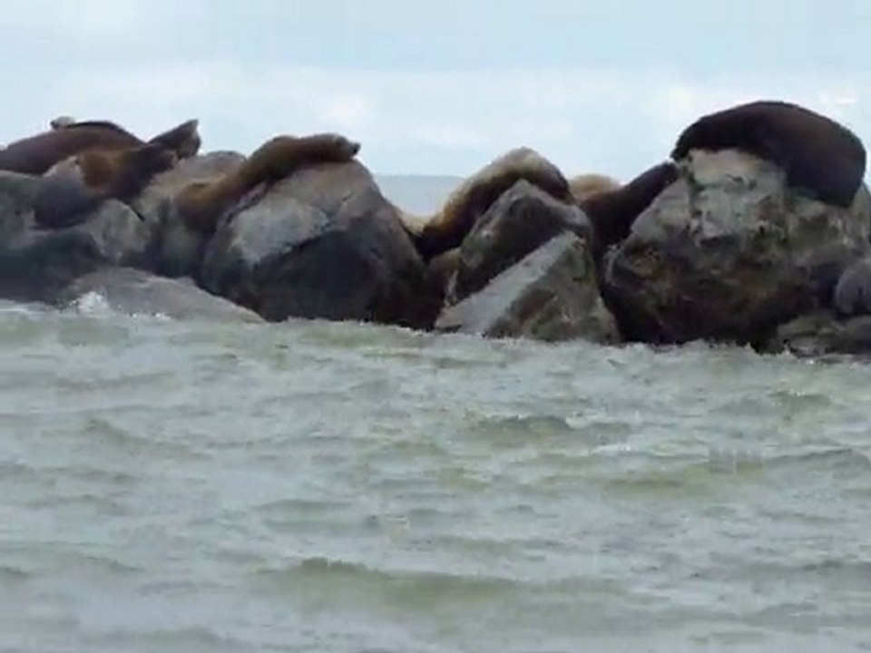 Otaries en mer