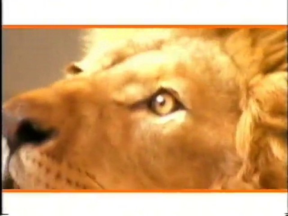 Lion_Ing Bank_Dutch Royal Family