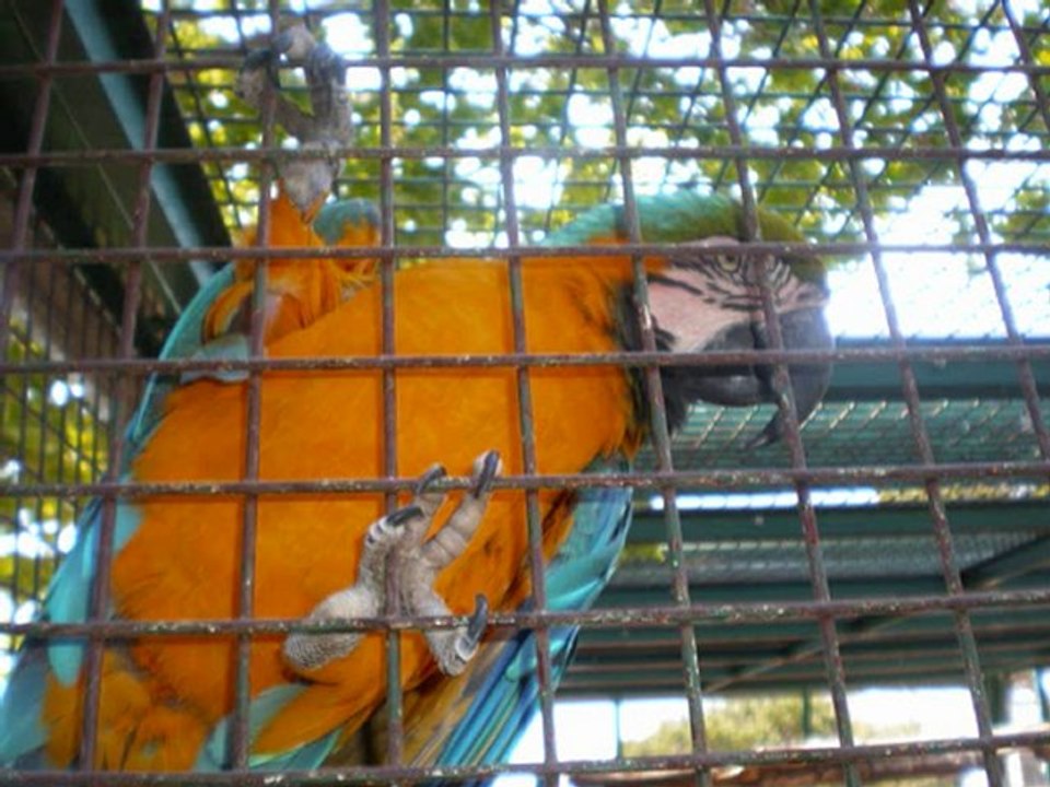 famille GININES et ESPINAS