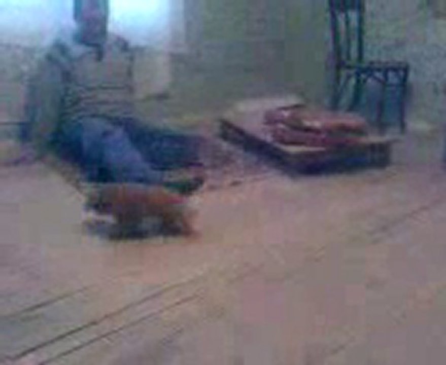 un catel 2007