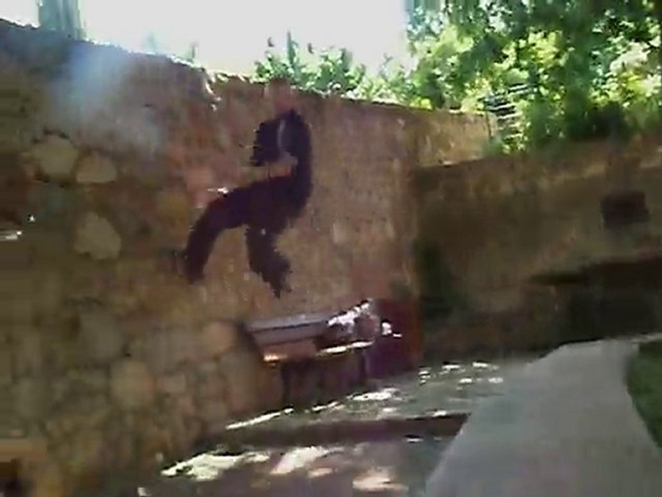 parkour&free running