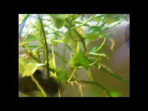 Dolphin friend = Друг дельфин