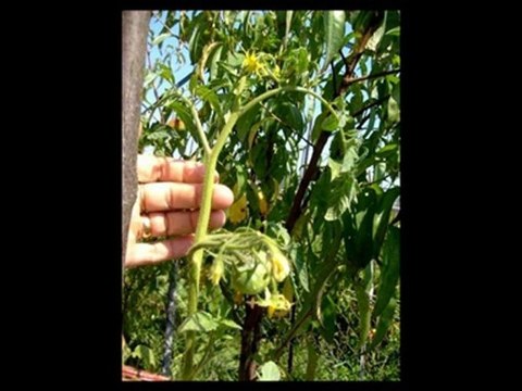 LUMINITA SOARE- IT'S ALL ABOUT YOU-Eurovision 2010 Albania