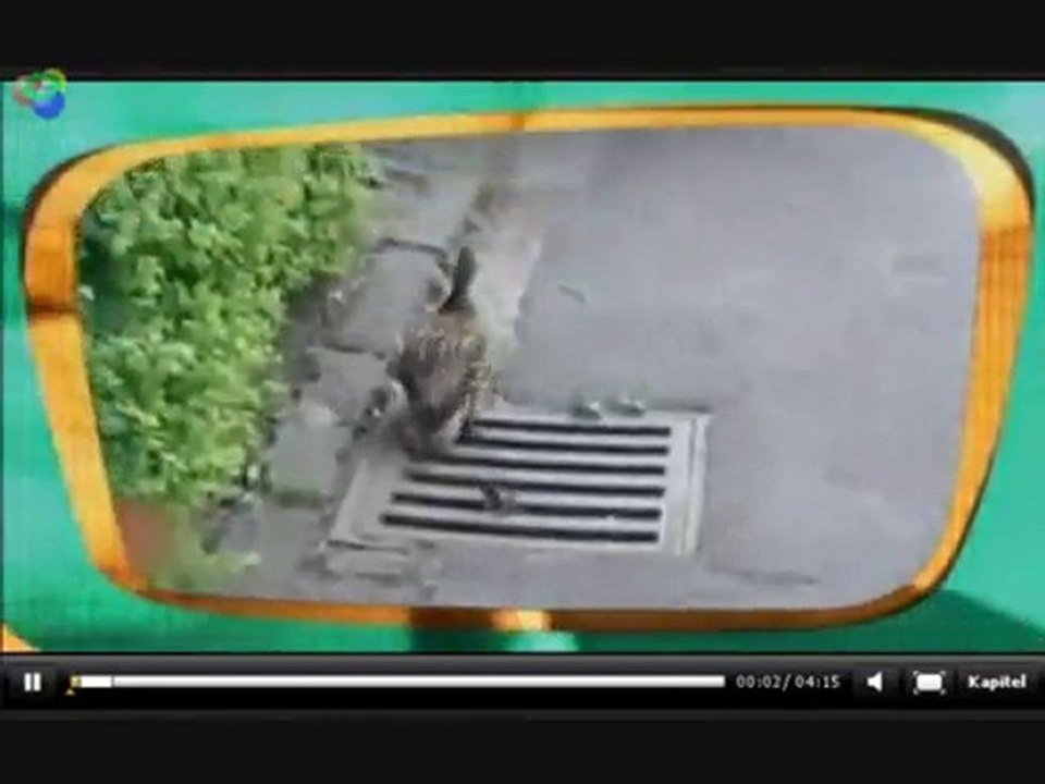 Ente fällt in Gulli