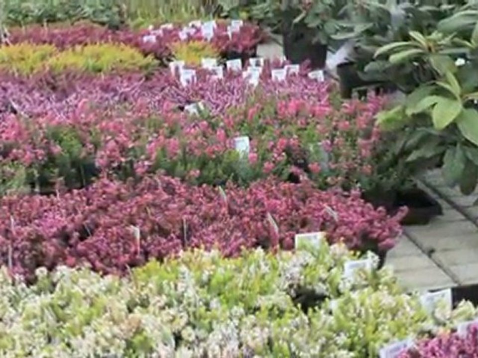 Planteskoler København Taastrup Rhodo Roskilde Aps