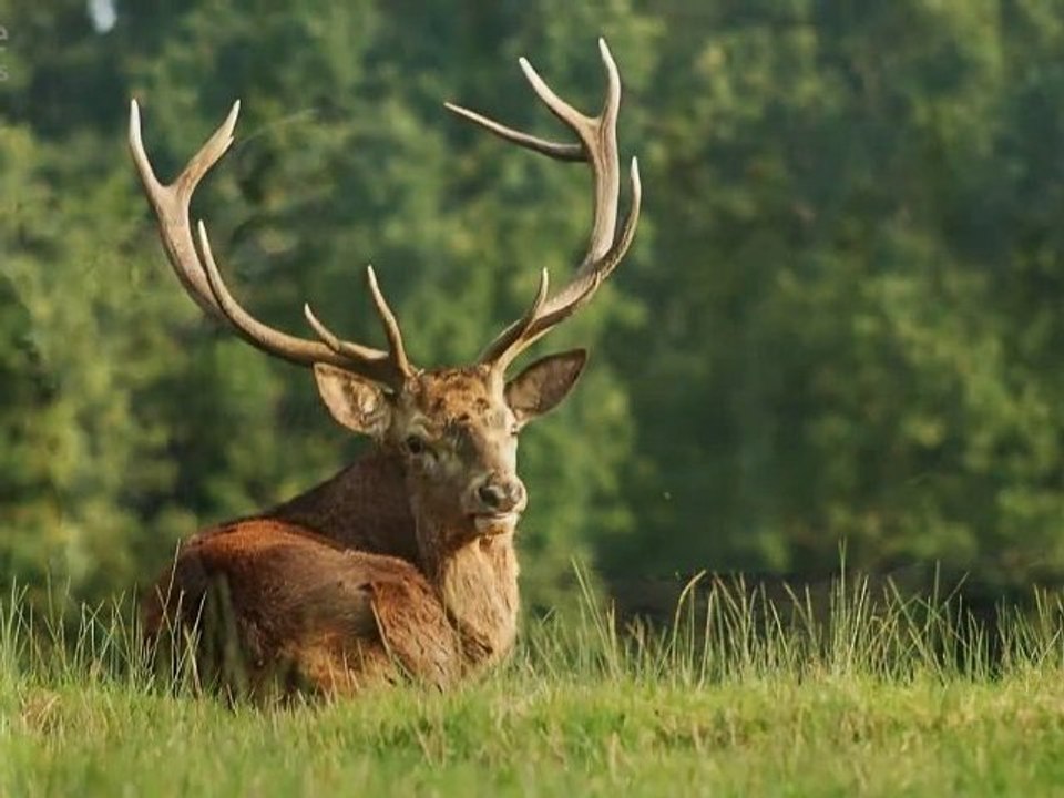 La forêt de Brocéliande