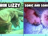 Thin Lizzy VS Pooping Hedgehogs! - Animal Idol 028
