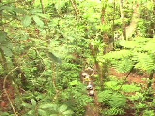 Legend of Dakuwaqa - The Angry Shark God Who Became “Nice”!