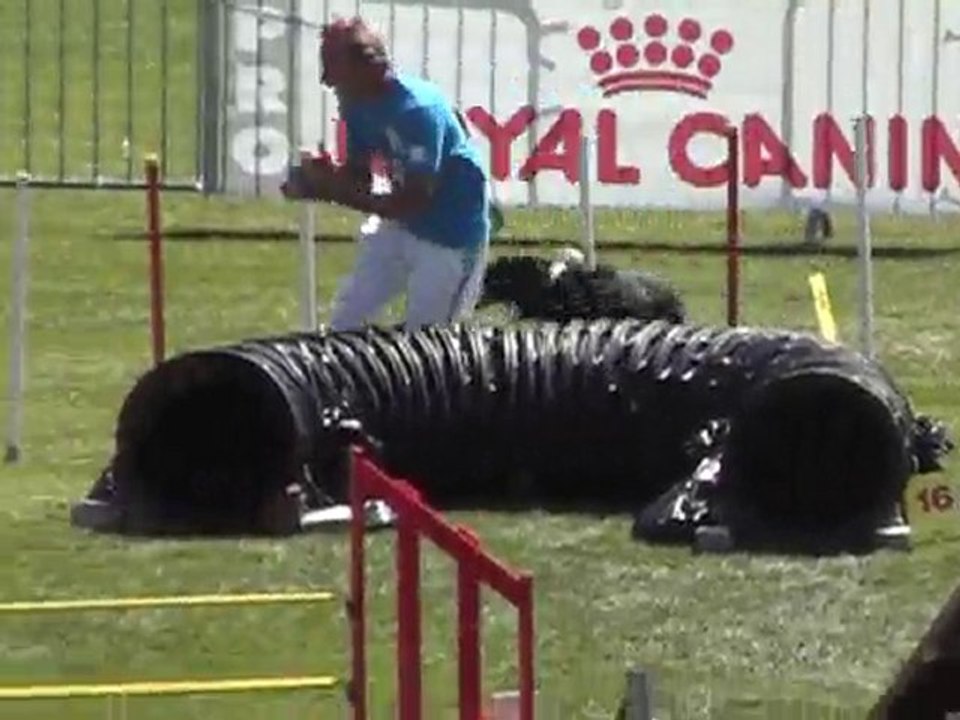 cats agility b