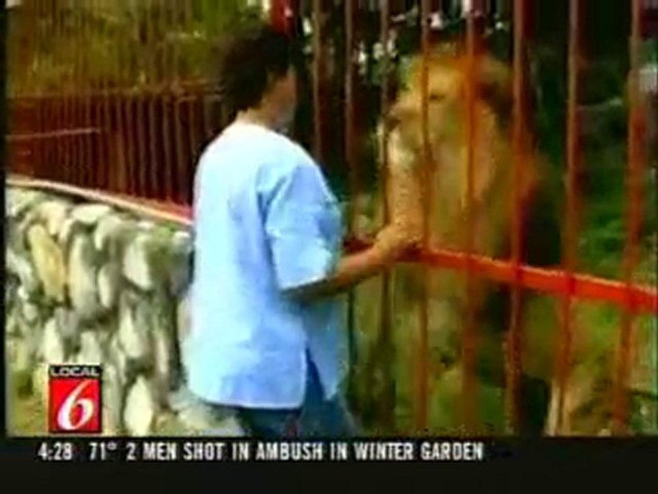 Hallucinant un lion tout calin