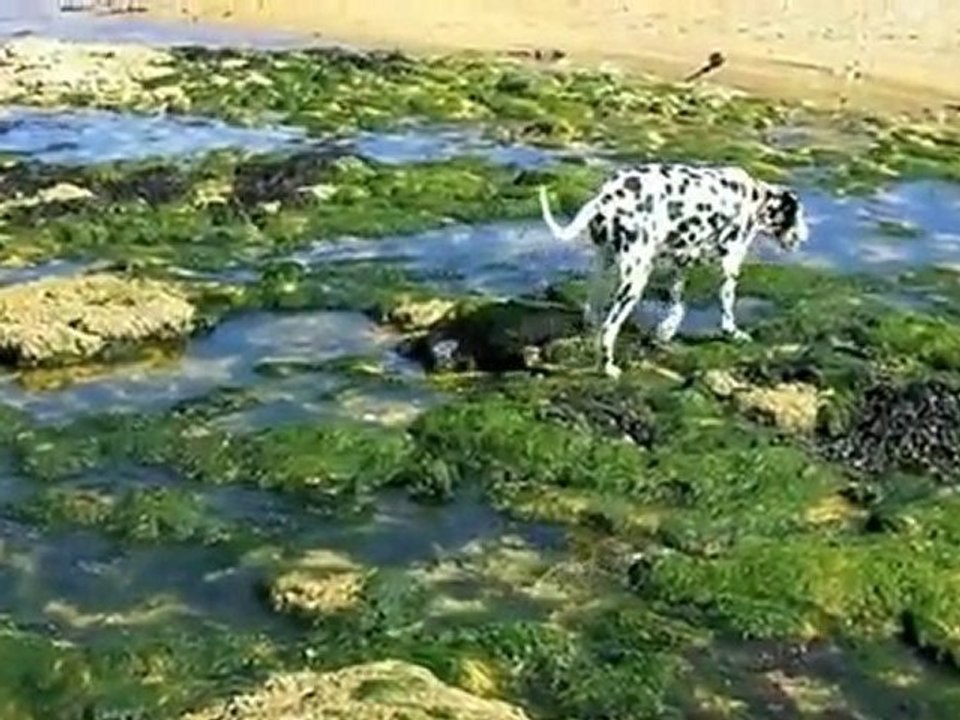 Ally - plage