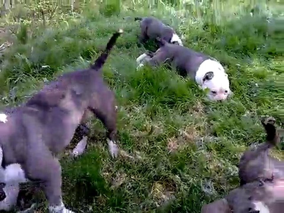 BIGBENBULLIES: LOVE N PEACE