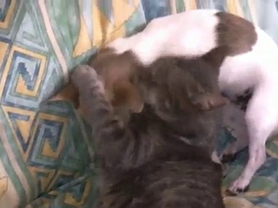 Chihuahua et chat