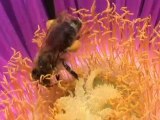 Les abeilles crétoises qui font du bon miel !!
