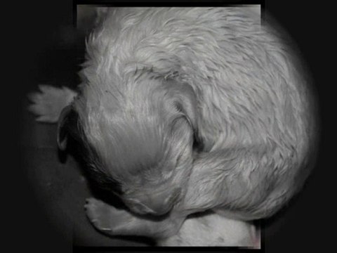 chiots Darwin Loups d'Aphrodite X Daria Clan des Anges