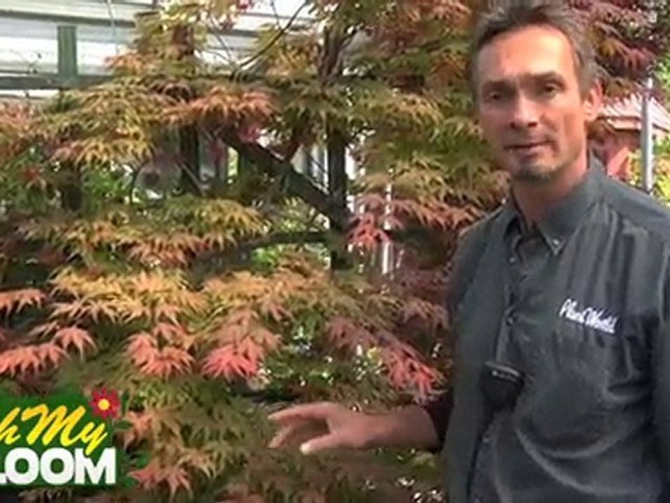 Japanese Maple Trees - OhMyBloom