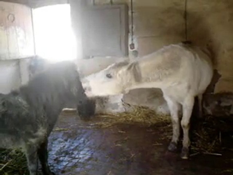 les 2 gogols ulaoup et gribouille 31 mars 2010