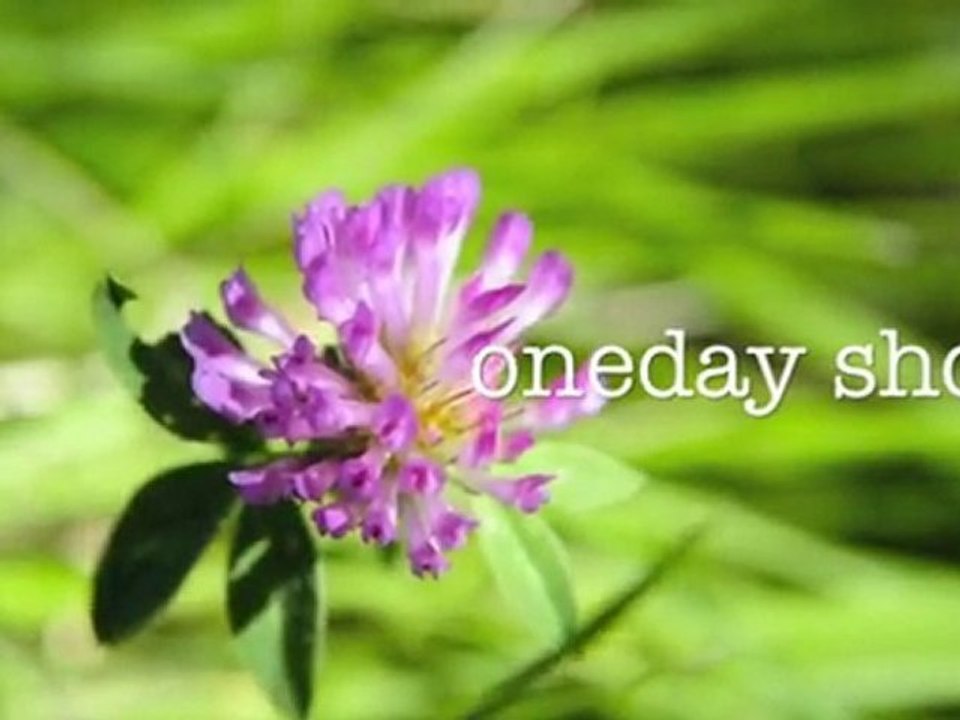 one day shot