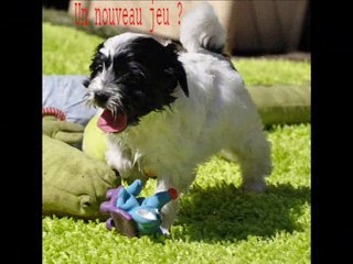 TIBETAN TERRIER